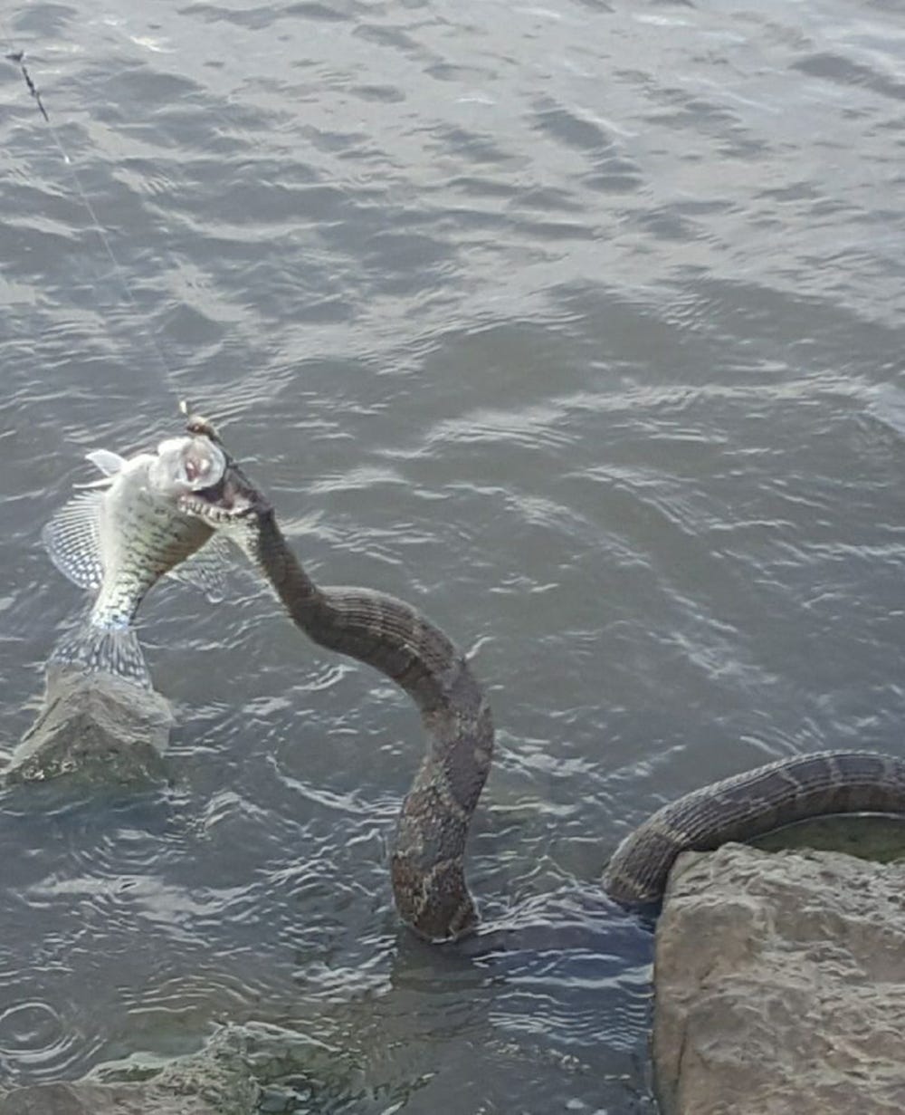 Snake fishing Clearance